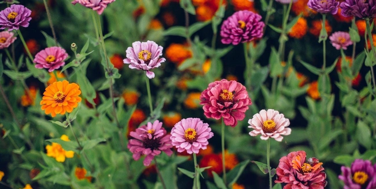Jardinería Qué sembrar para llenar de colores tu espacio verde en septiembre