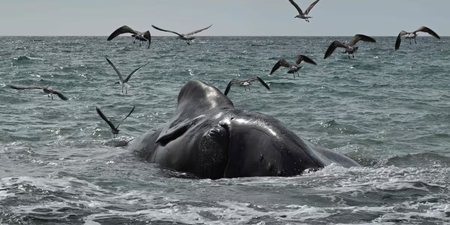 Alarma ambiental en Puerto Madryn: hallan cinco ballenas muertas en menos de 48 horas y temen superar el récord anual