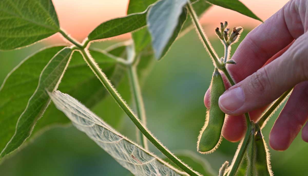 El Gobierno autorizó una nueva variedad de soja transgénica con múltiple tolerancia a herbicidas